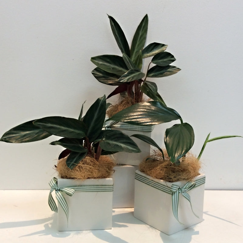 Indoor Plants Flowers Of Adelaide