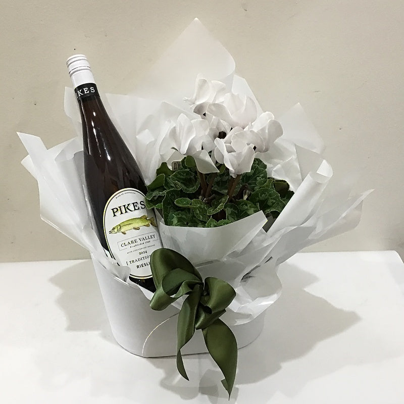 Cyclamen Plant with Pikes Riesling
