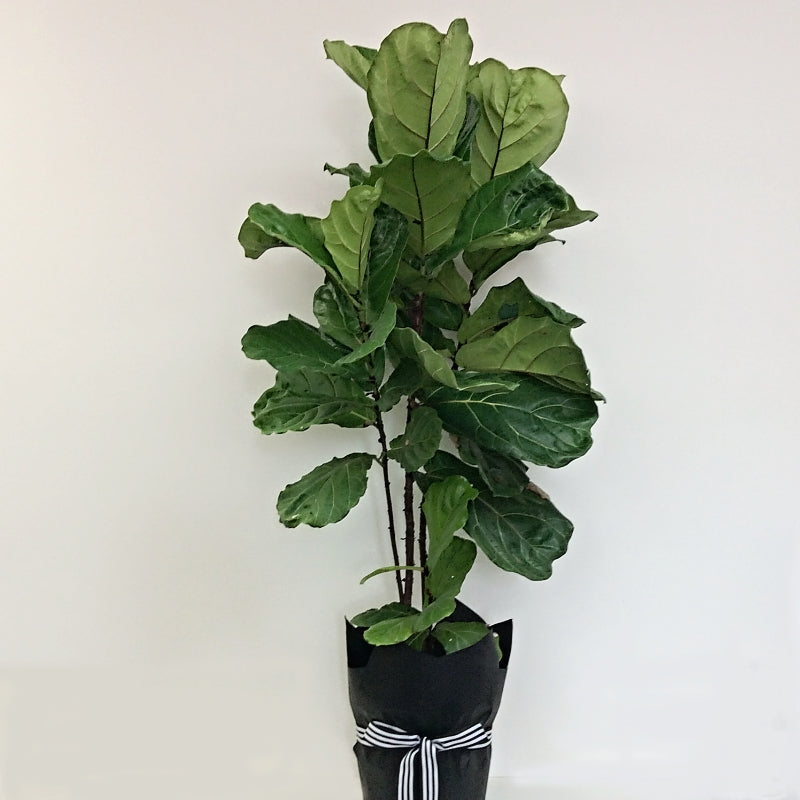 fiddle leaf fig adelaide Fiddle Leaf Fig Plant