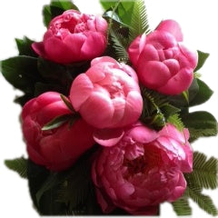 Coral Peony Bunch