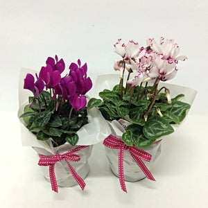 Small Cyclamen Plant