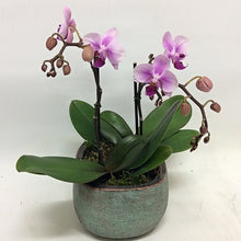 Load image into Gallery viewer, Phalaenopsis Orchid Plants
