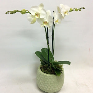 White Double Stem Phalaenopsis Plant