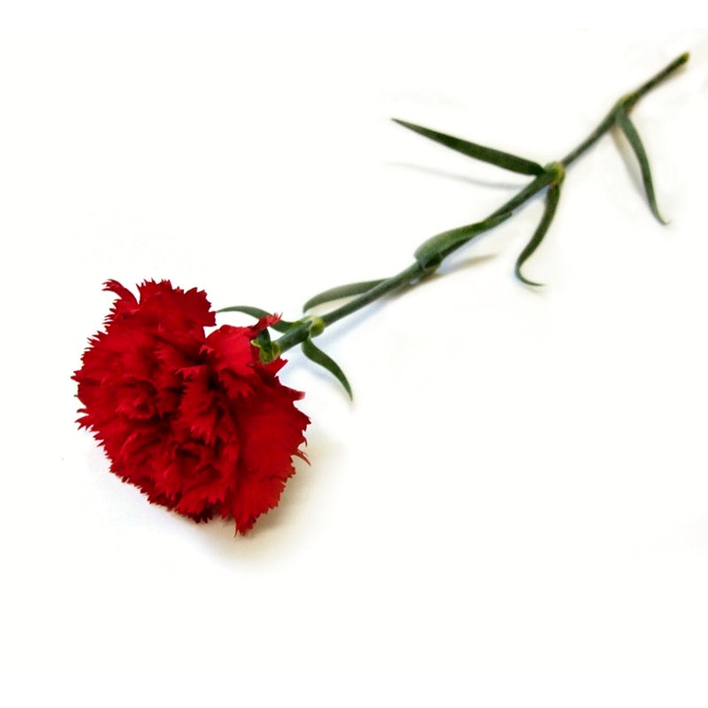 Carnation Tribute