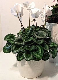 White Cyclamen plant