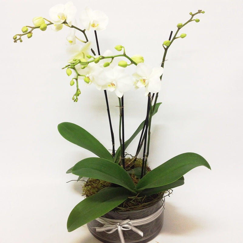 Large White Phalaenopsis Orchid Plants