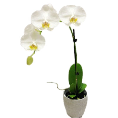 White Single Stem Phalaenopsis Plant